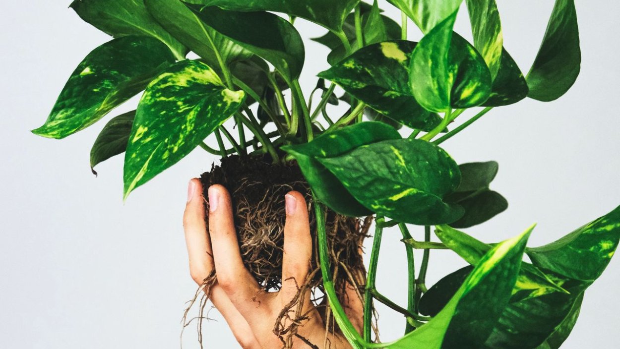 Филодендрон Сканденс Бразил