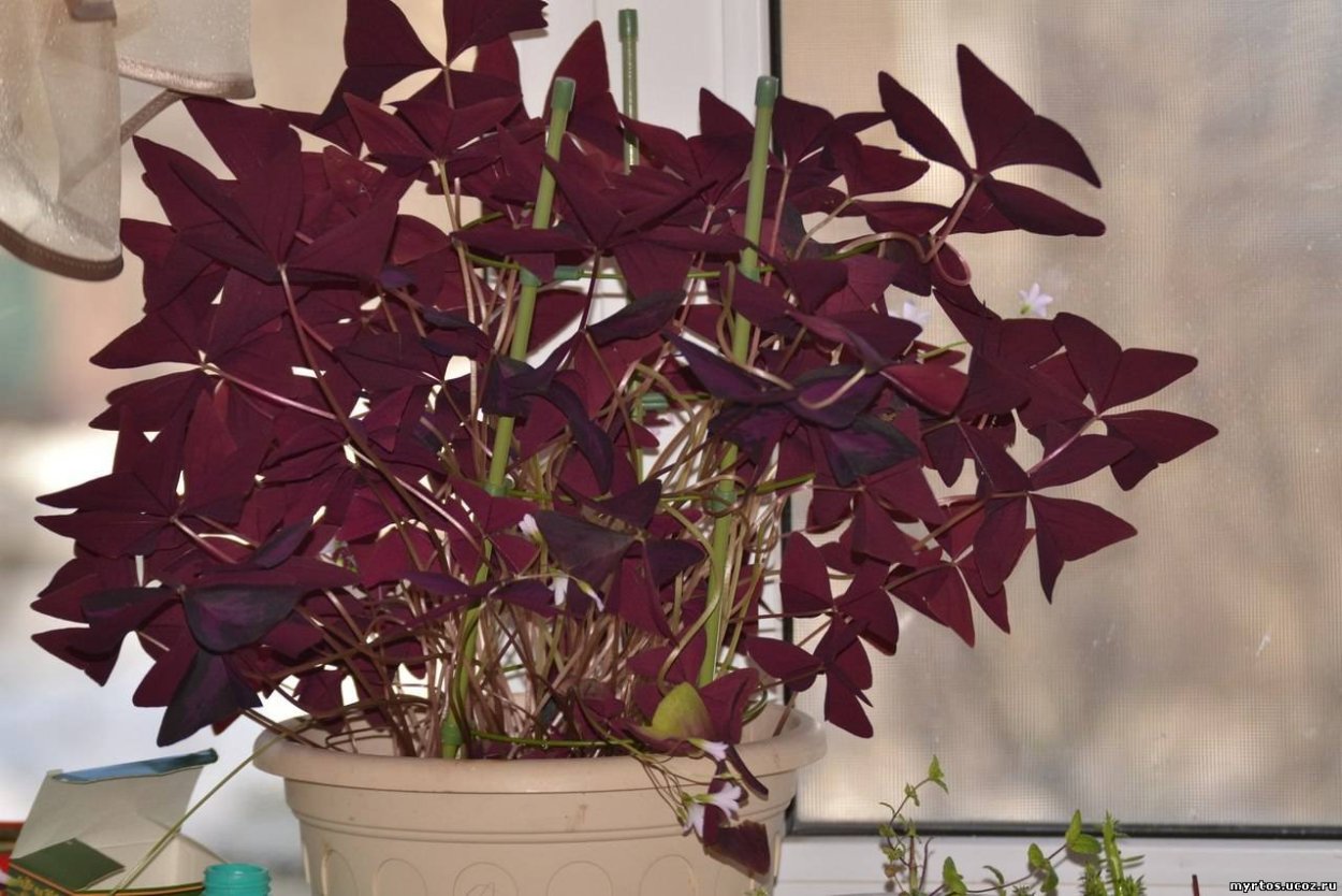 Цветок оксалис с фиолетовыми листьями