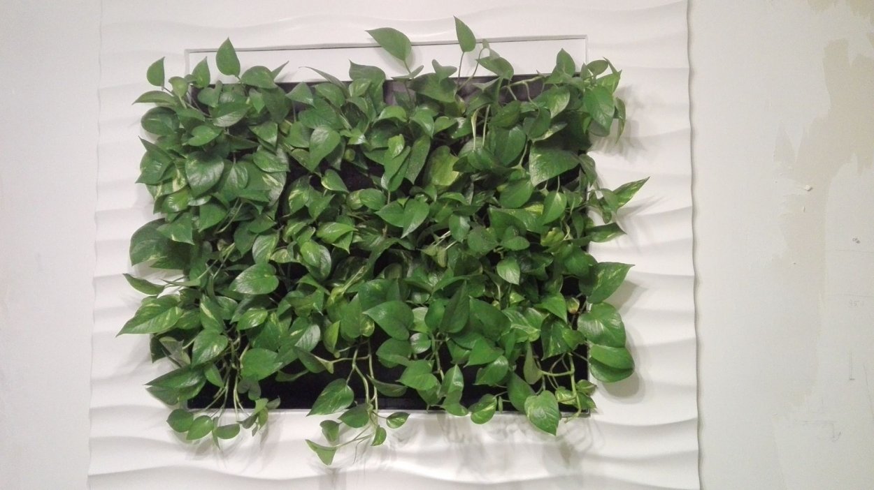 Филодендрон Сканденс Бразилия