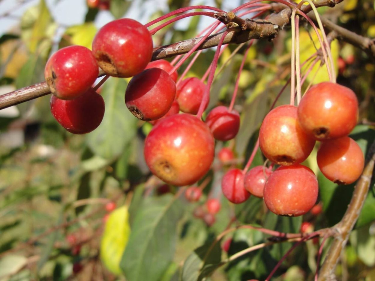 Яблоня малус