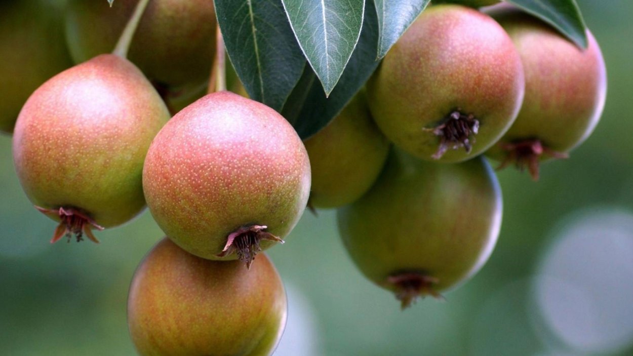 Яблоня Делишес Мария