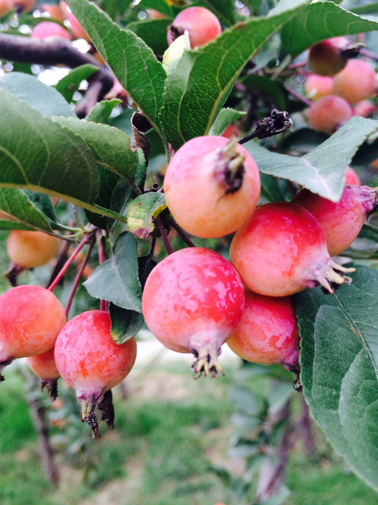 Молодое маленькое яблоко