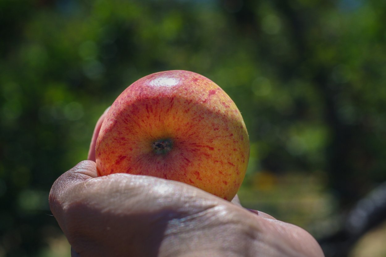 Яблоня Дикая Malus Sylvestris
