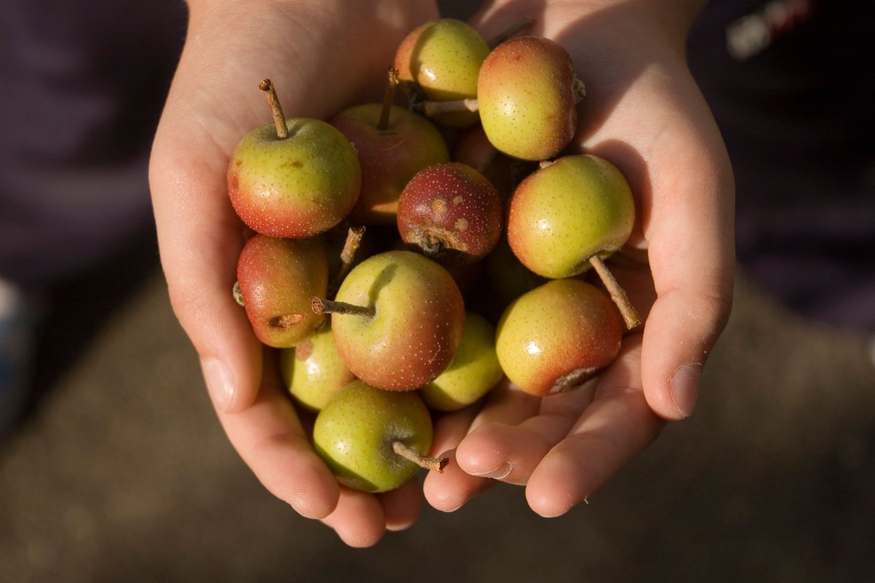 Трансцендент яблоня