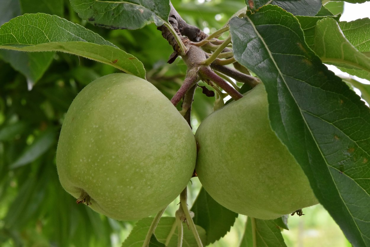 Яблоня Лесная Malus Sylvestris