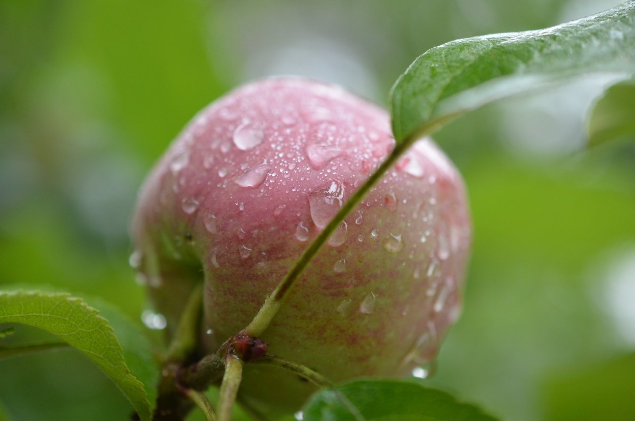Яблоня Ранетка пурпуровая