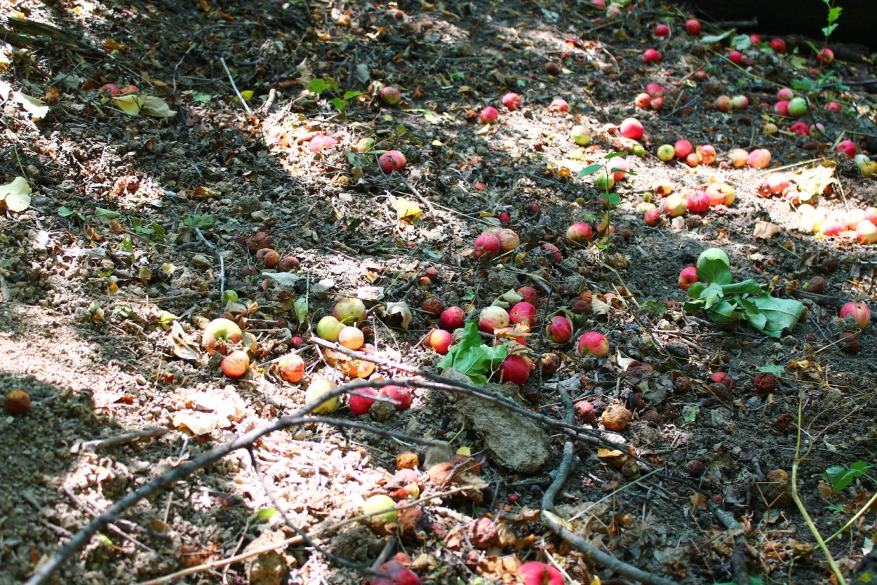 Яблоня Лесная плоды