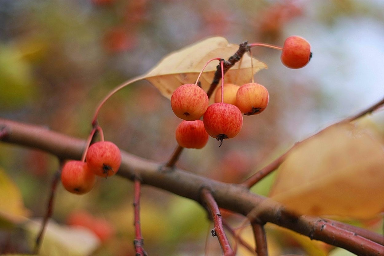 Яблоня дичка