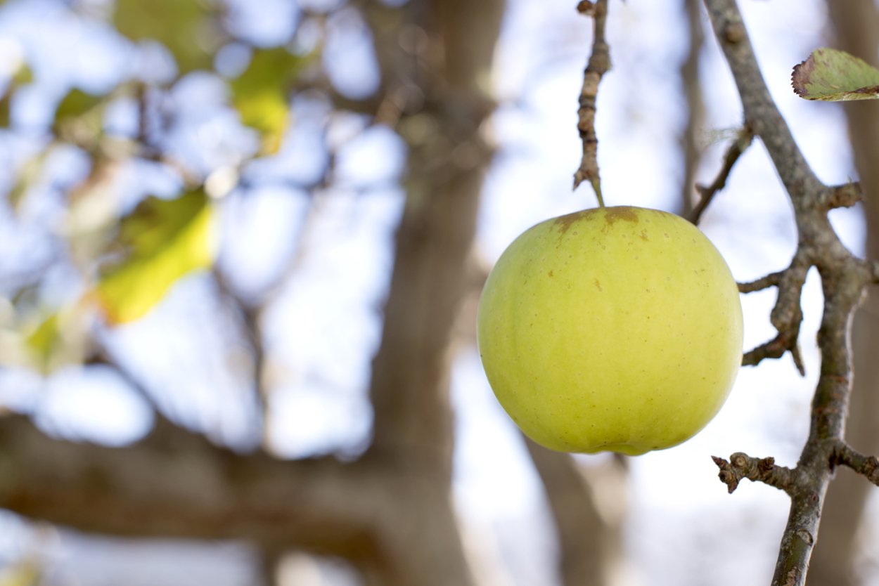Яблоня Садовая «Ранетка Ермолаева»