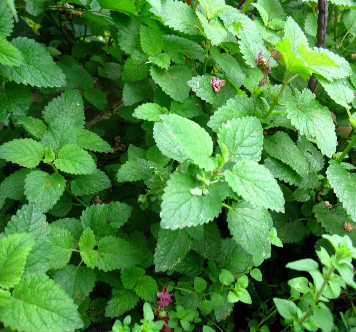 Мелисса Эрфуртская прямостоячая