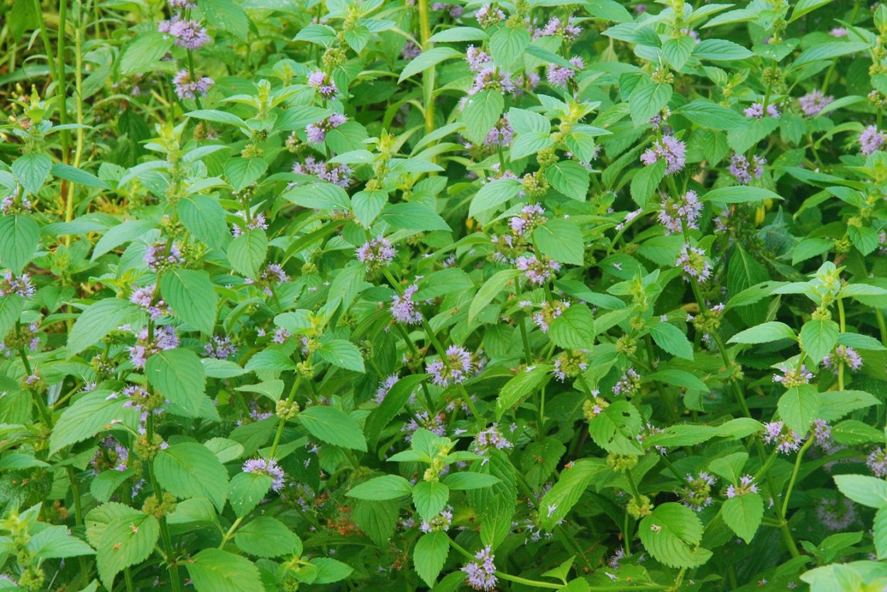 Этикетка для мелиссы и мяты