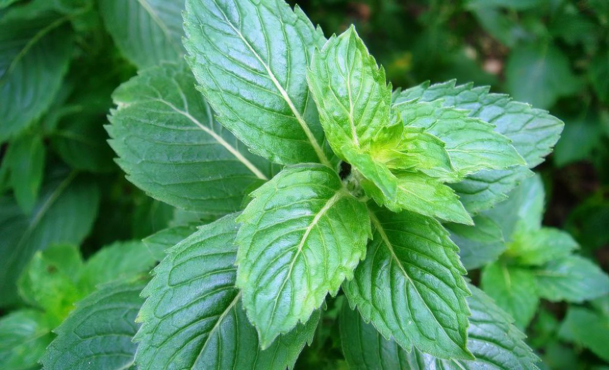 Мелисса лимонная