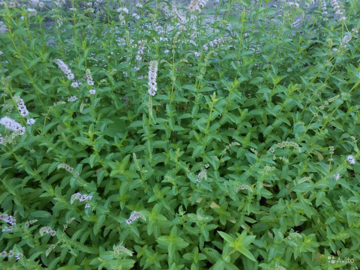 Мята перечная