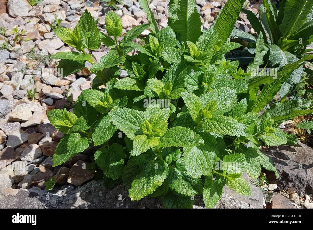 Мята Полевая (Mentha arvensis)