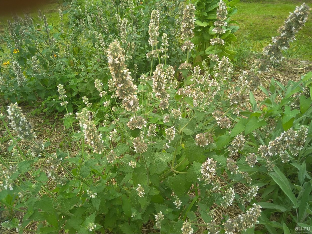 Mentha spicata