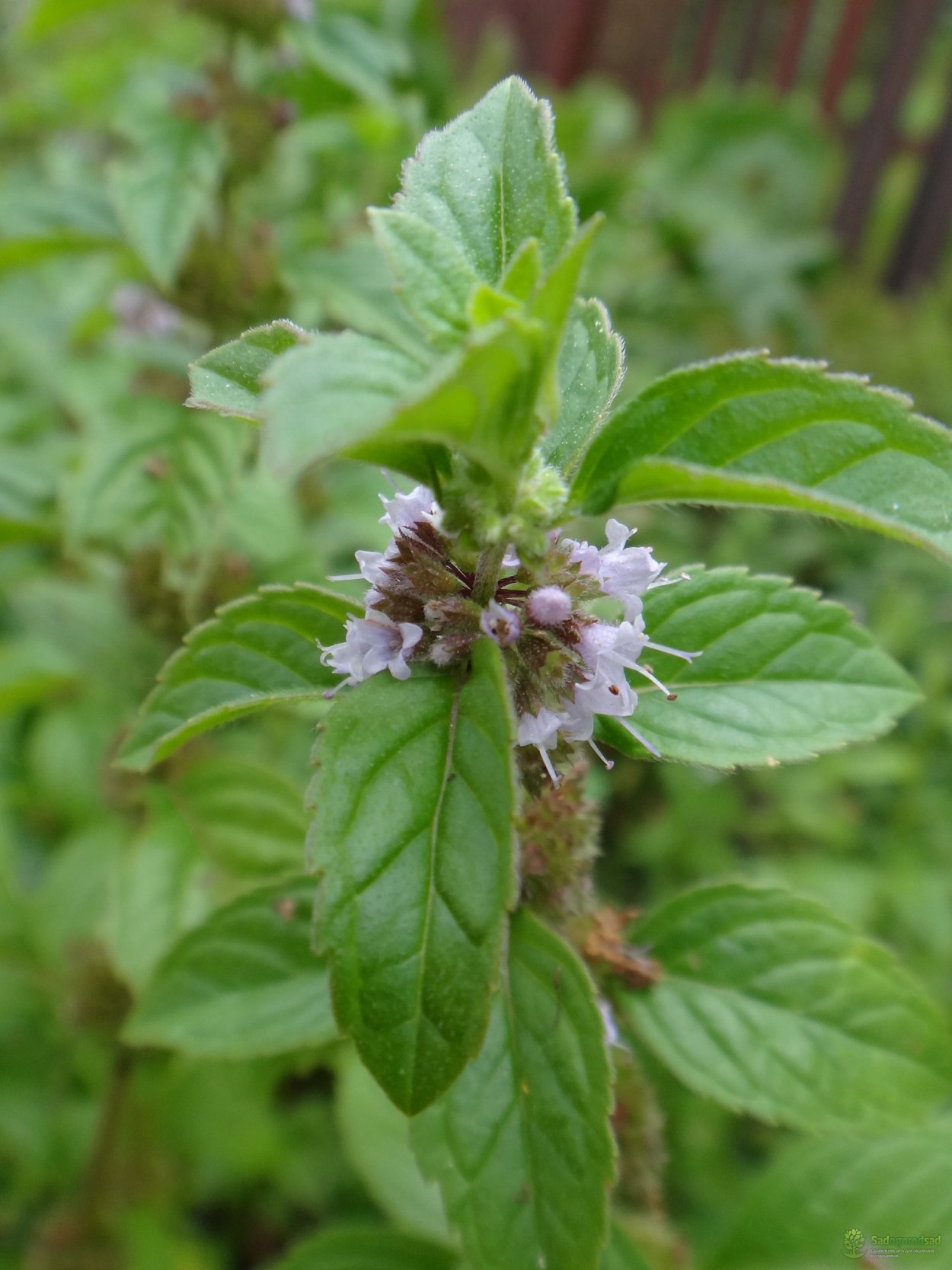 Мята перечная