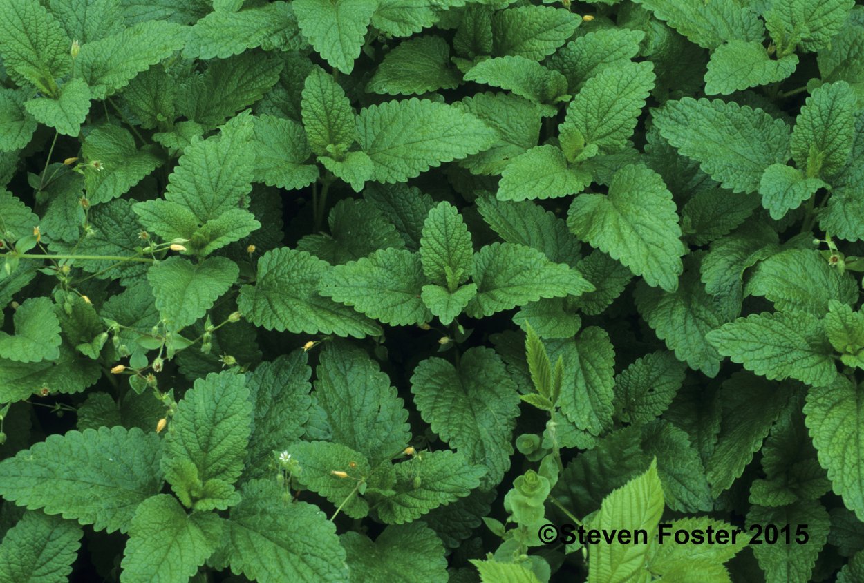 Мята перечная листья