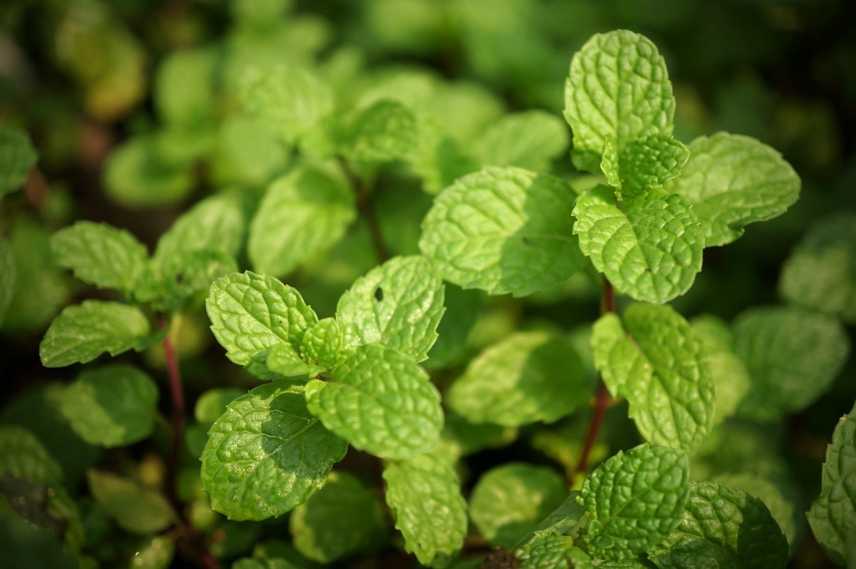 Мелисса лекарственная (Melissa officinalis)