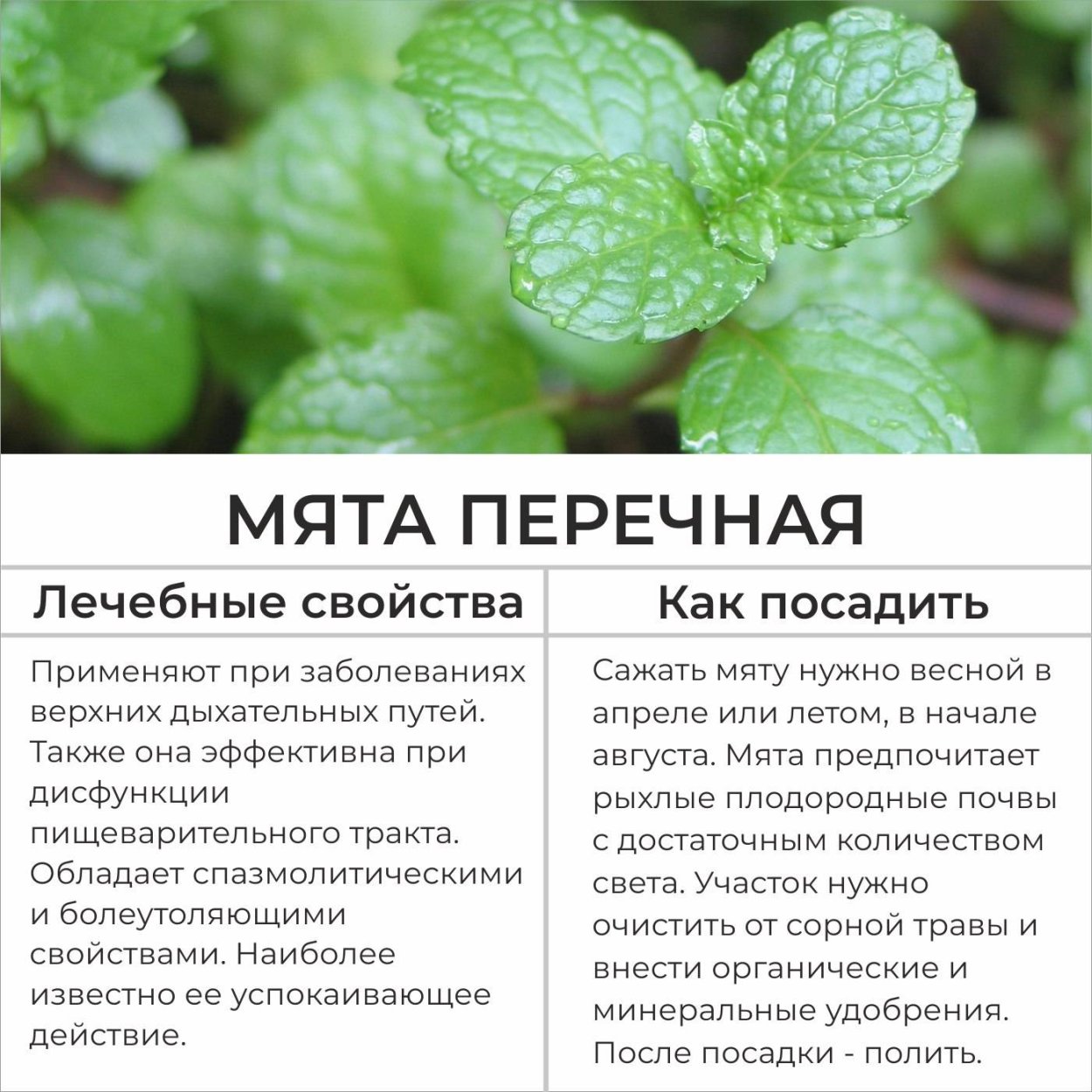 Цветок мяты вектор