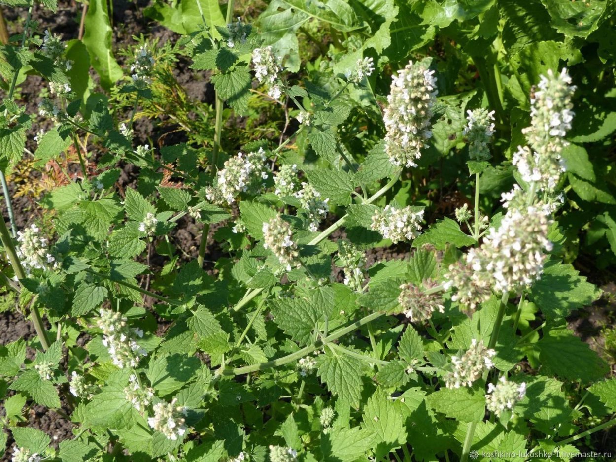 Мелисса (травы)