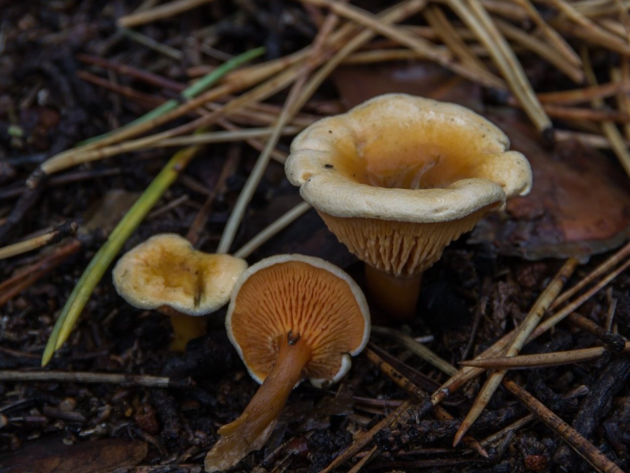 Омфалот маслиновый