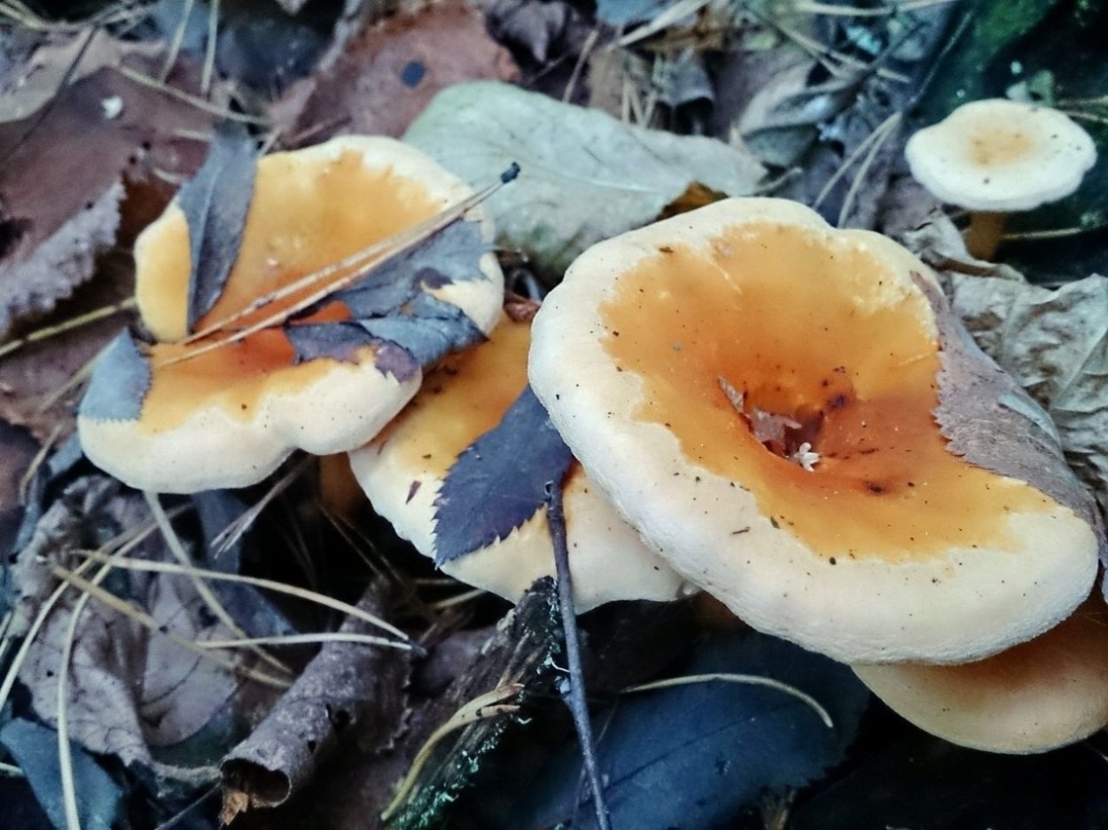 Лисичка ложная Hygrophoropsis aurantiaca