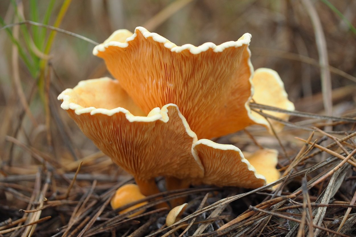 Ложная Лисичка гриб