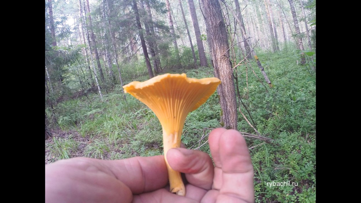 Грибы двойники лисички