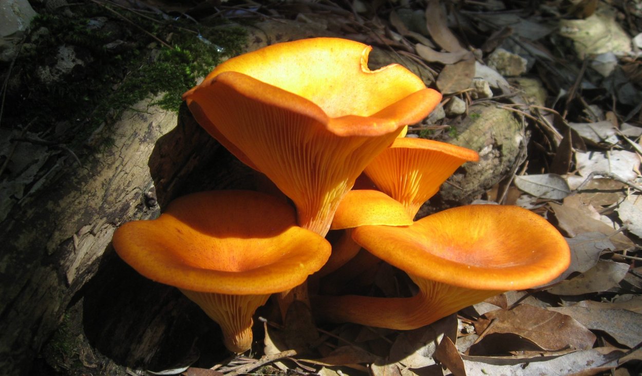 Ложные лисички для детей