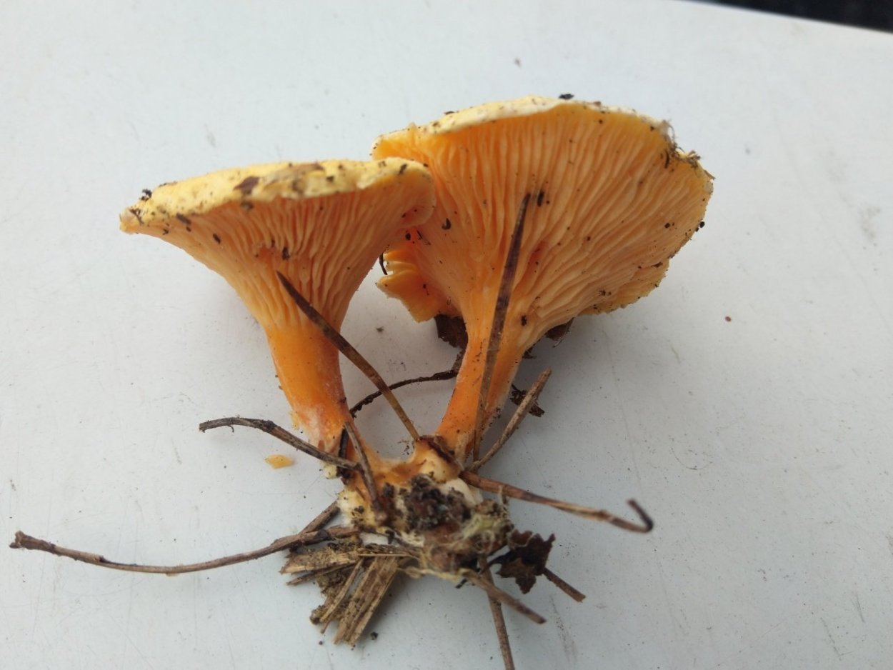 Белые лисички грибы ложная