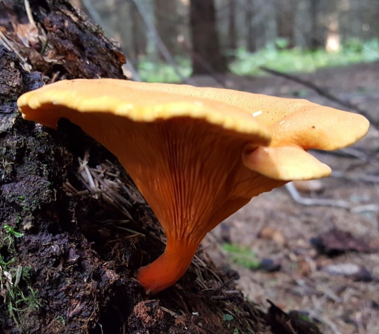 Ложная Лисичка гриб