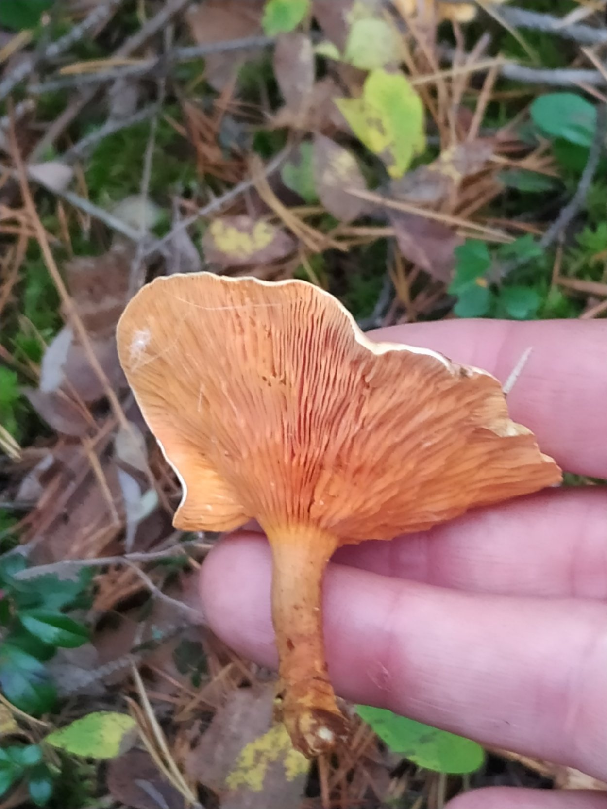 Лисичка ложная Hygrophoropsis aurantiaca