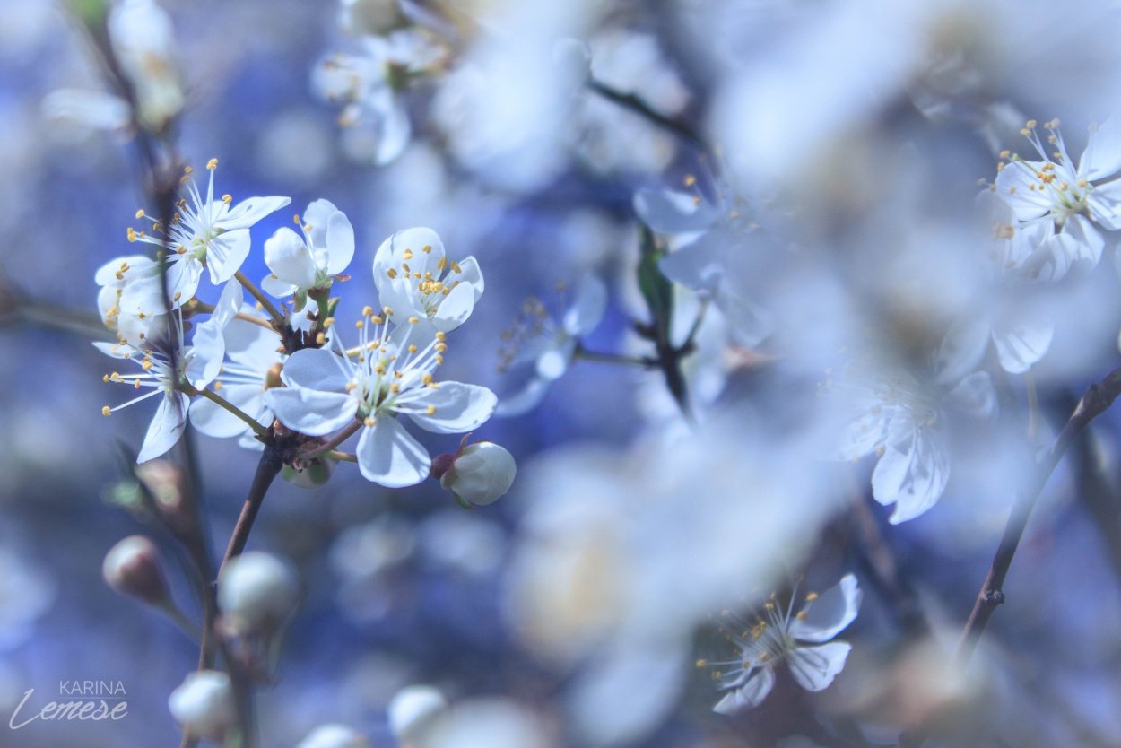 Голубая Сакура