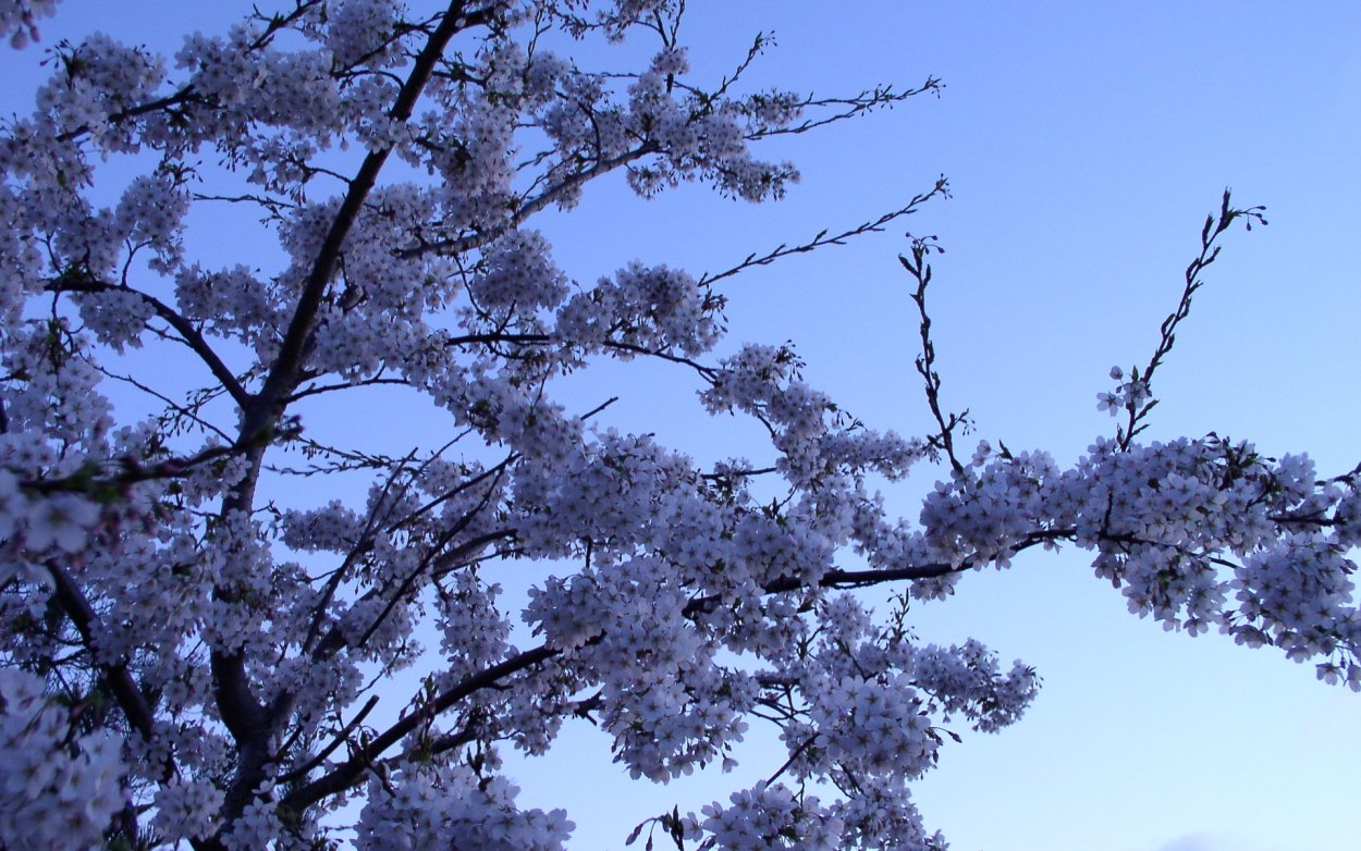 Голубая Сакура