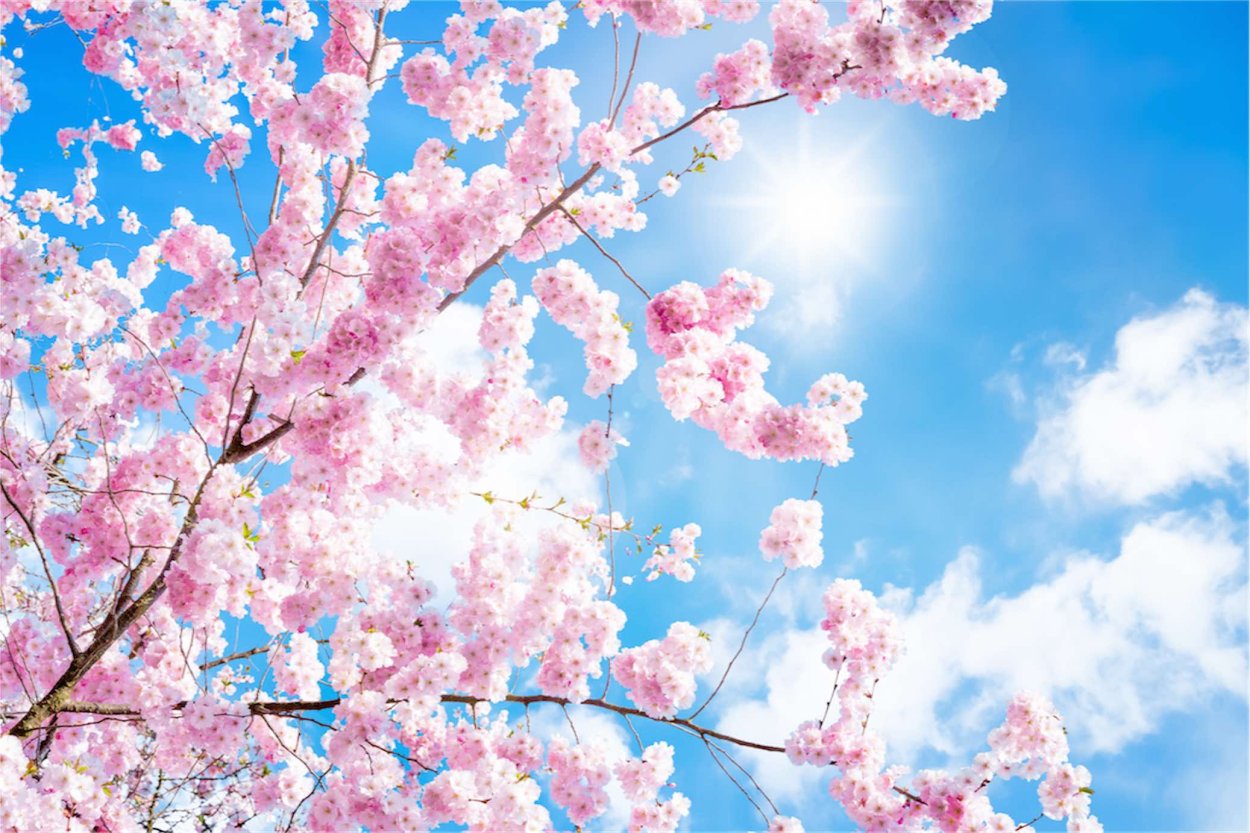 Сакура небо