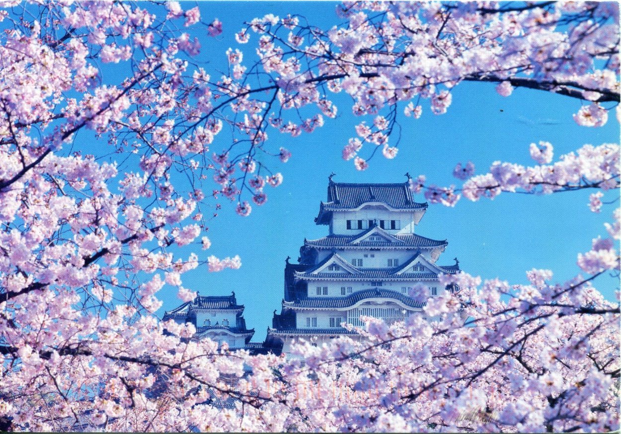 Японский фон с сакурой