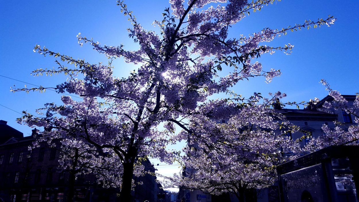 Сакура ночью