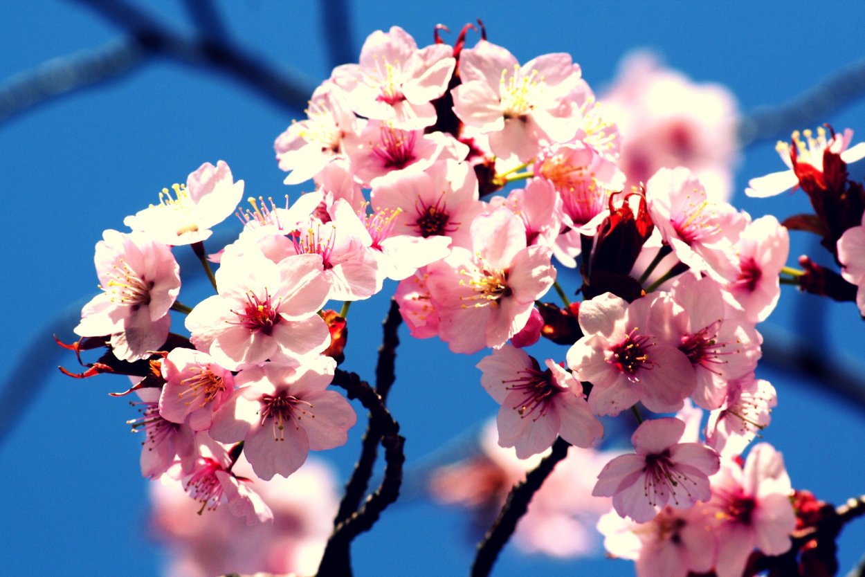 Сакура на синем фоне