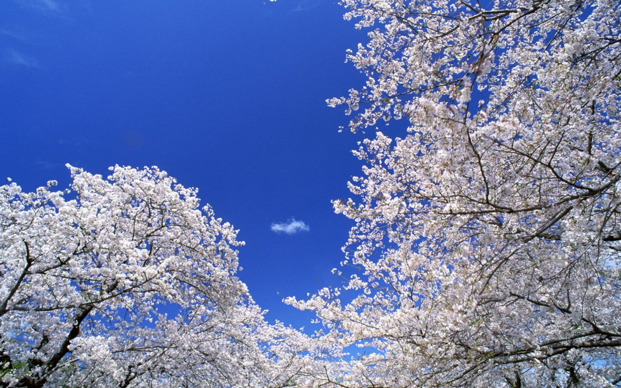 Цветущее дерево на голубом небе