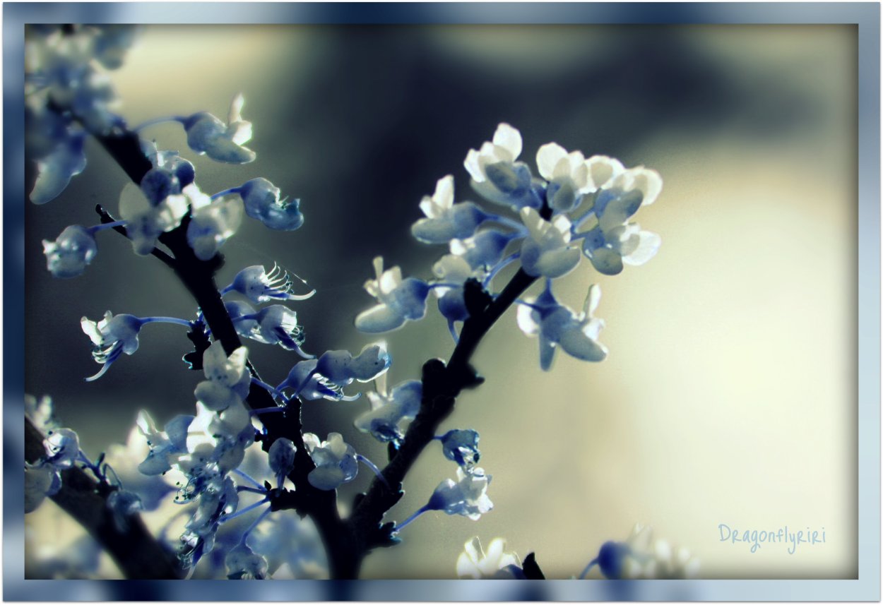 Сакура в синих тонах