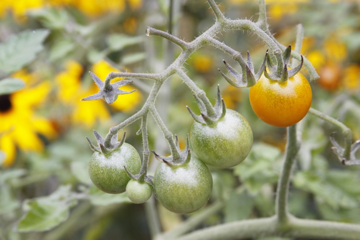 Томат Виноградная лоза