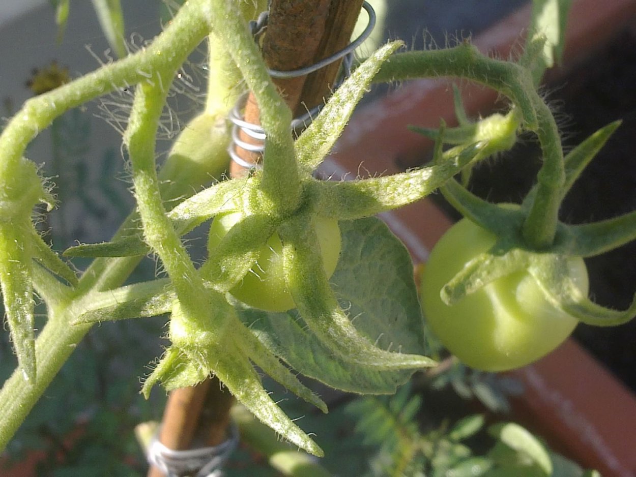 Помидор Чили зеленый