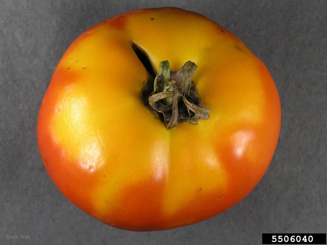 Желтые пятна плодах томата