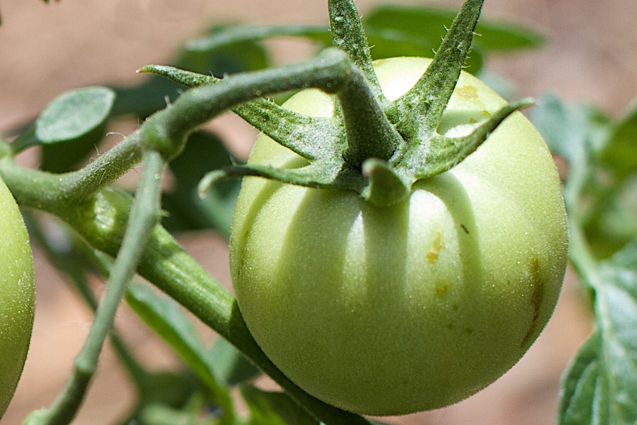 Томат Антюфей