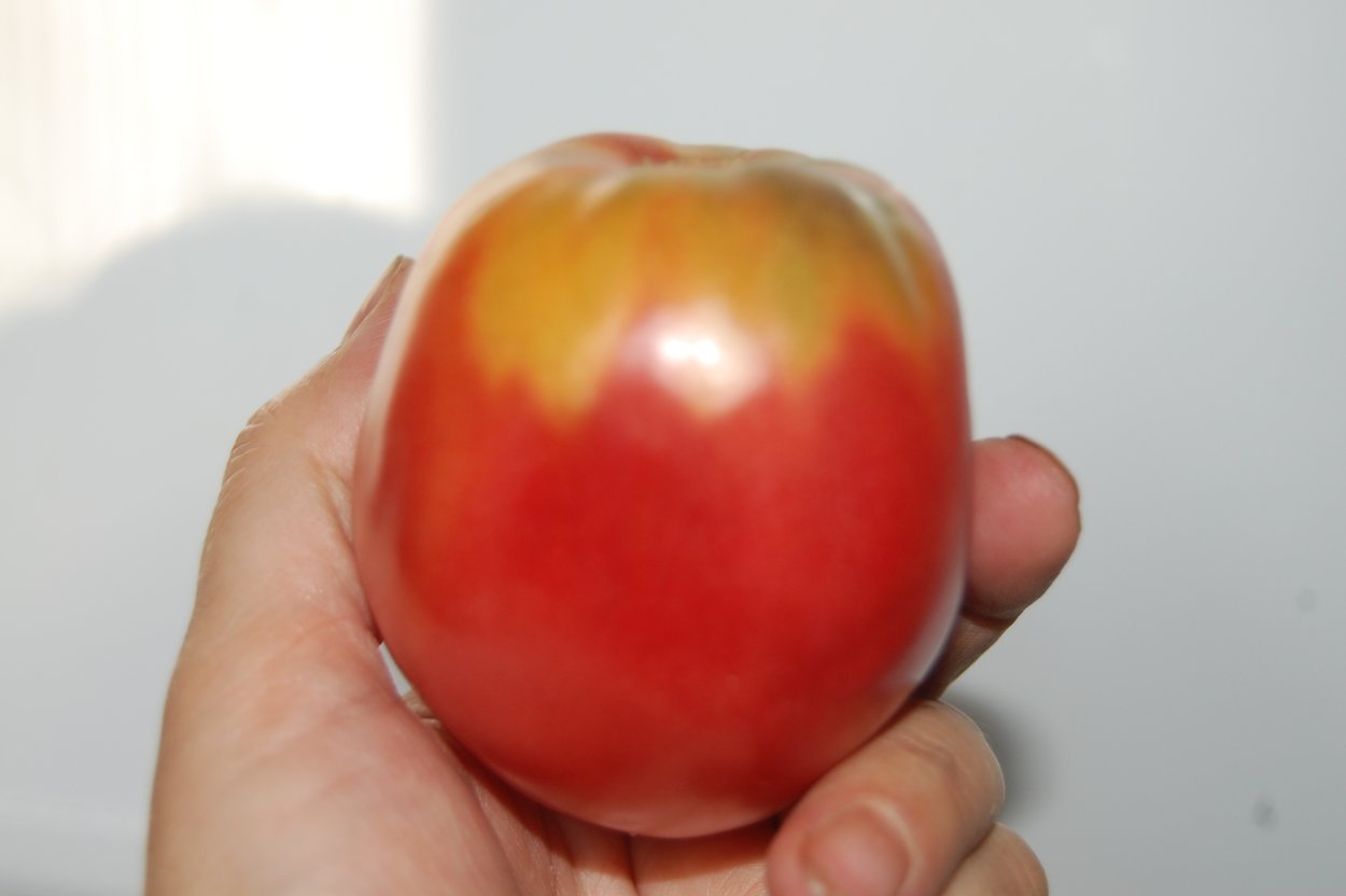 Огород23 томаты