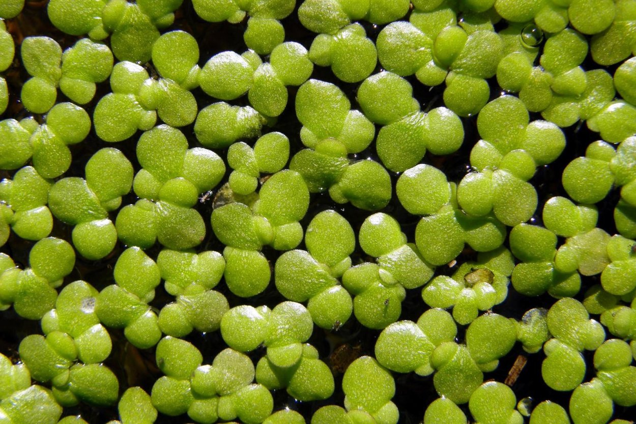 Ряска Вольфия