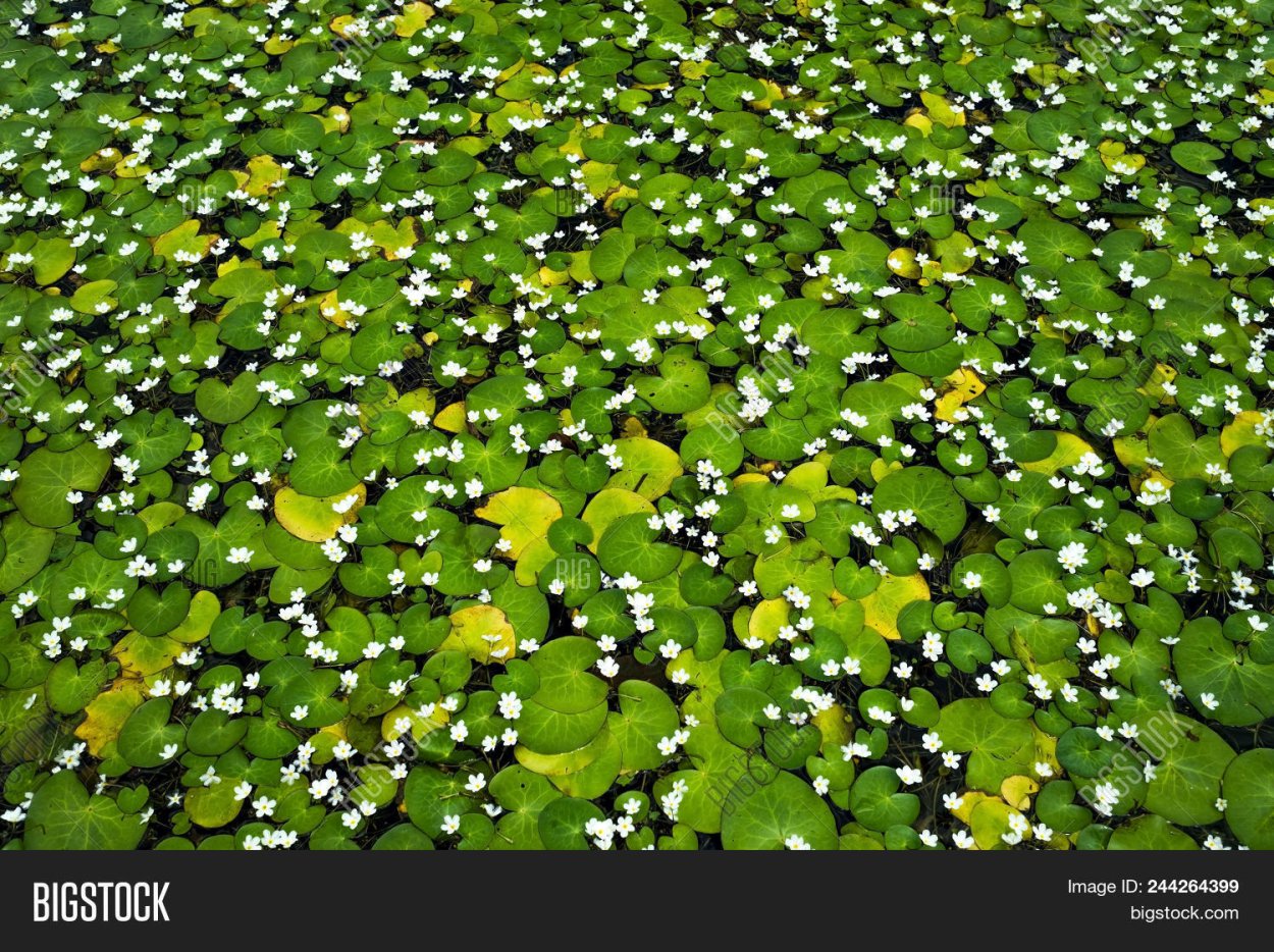 Цветущая Ряска