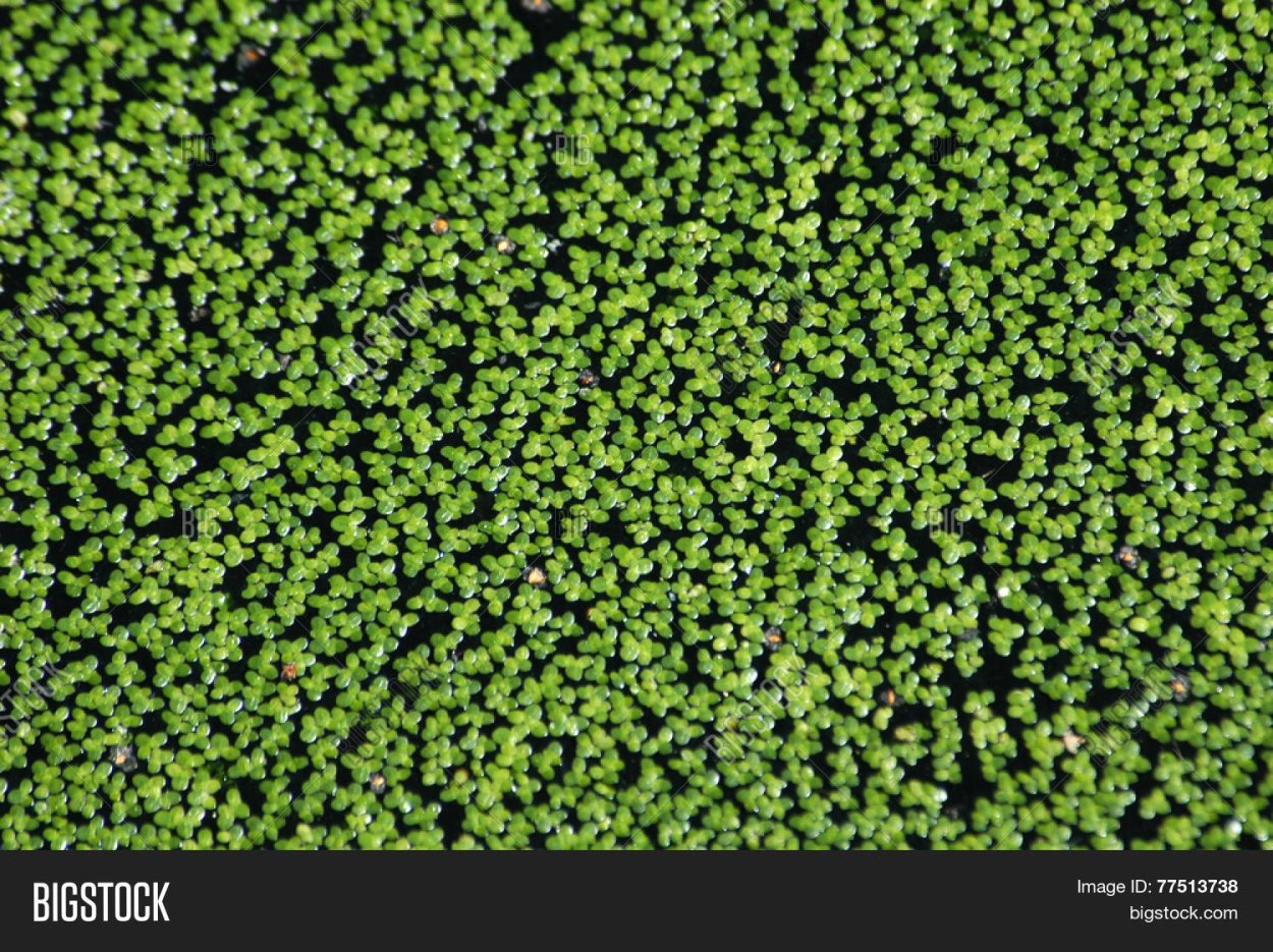 Ряска / Duckweed