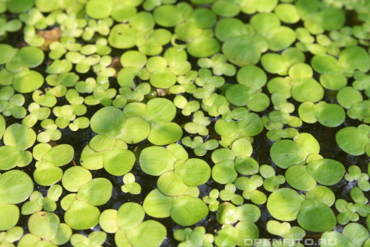 Растение Ряска или Риччи