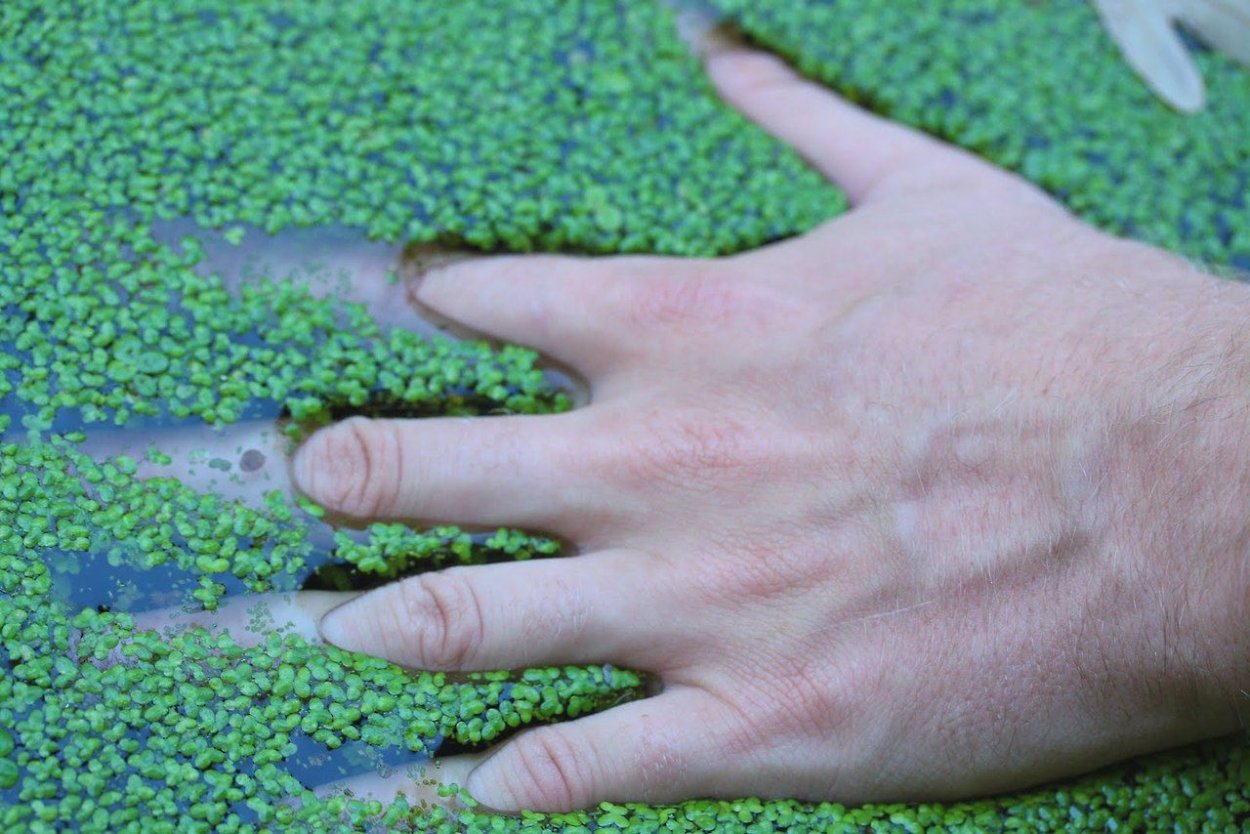 Ряска среда обитания